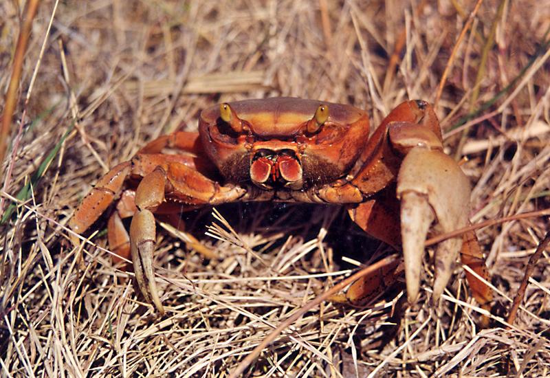 Maison du crabe - Le Moule : crabe de terre (Cardisoma Guanhumi)