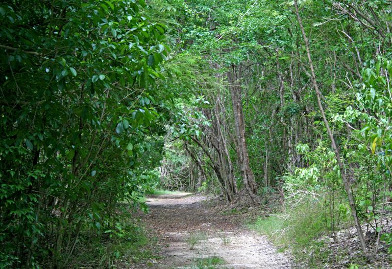 Sentier dans la forêt de catalpas