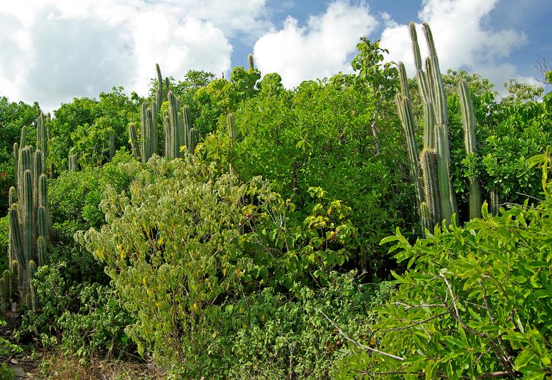 Cactus cierges en pleine forêt sèche