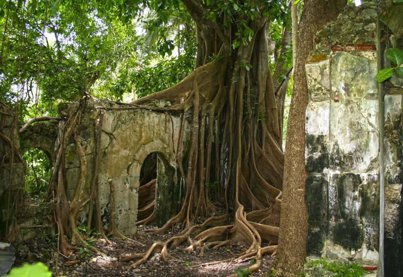 Prison de Petit-Canal (Guadeloupe). Les racines envahissantes du “figuier maudit“