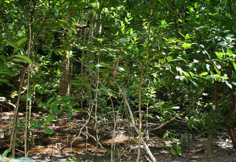 Mangrove arbustive