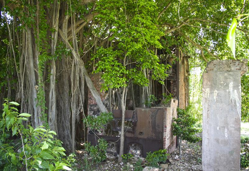 Petit-Canal - Ancienne usine de Duval : quelques vestiges dans la végétation