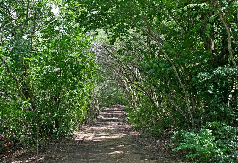 L'ancien chemin de pierres, au cœur de la mangrove arbustive