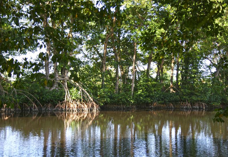 Au cœur de la mangrove, le Canal des Rotours