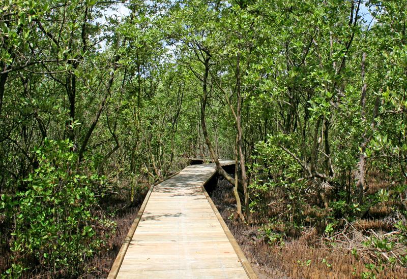 Morne-à-l'Eau, Plage de Babin. Promenade dans la mangrove