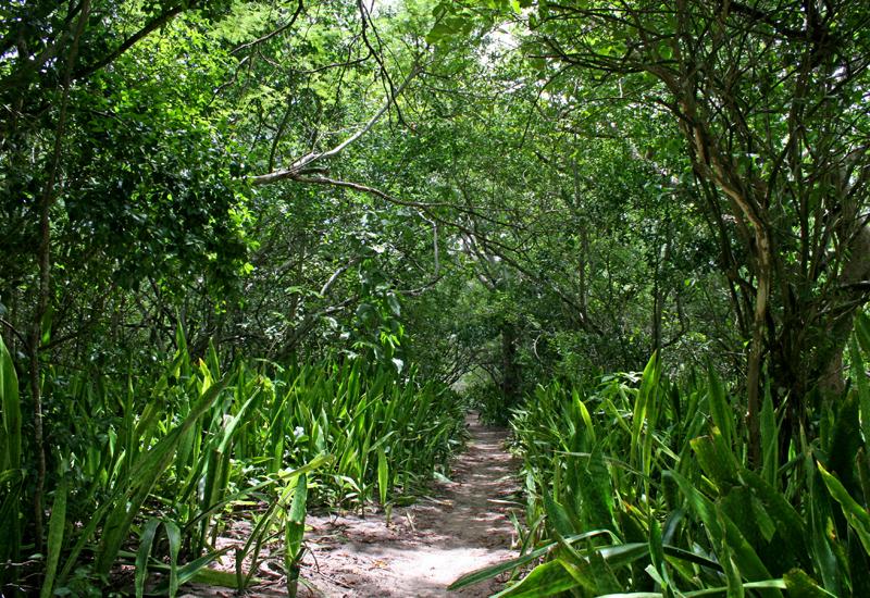 Sentier bordé de karatas dans la forêt domaniale