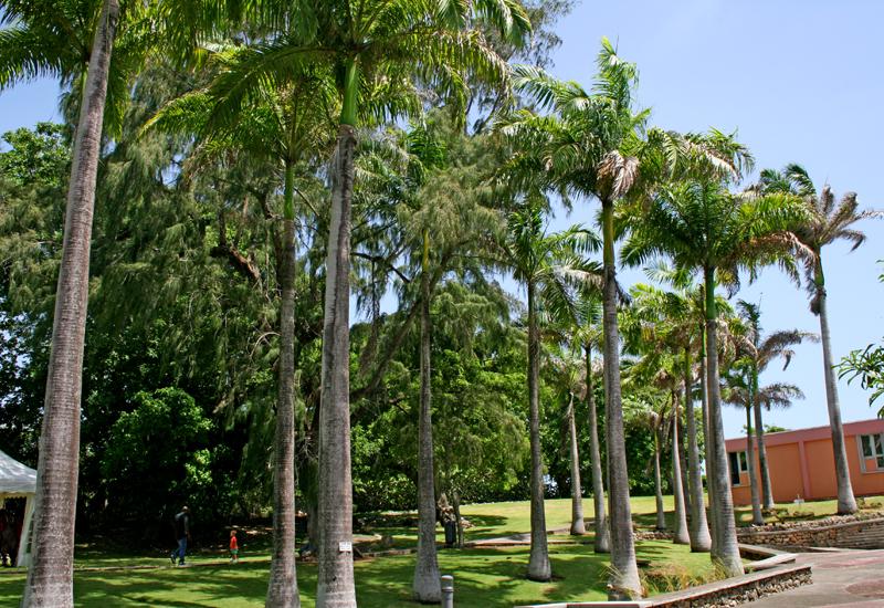Jardin amérindien du Musée Edgar Clerc, au Moule. Alignement de palmiers royaux