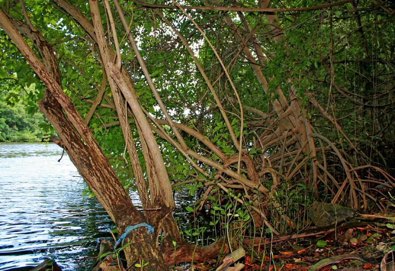 Au cœur de la mangrove