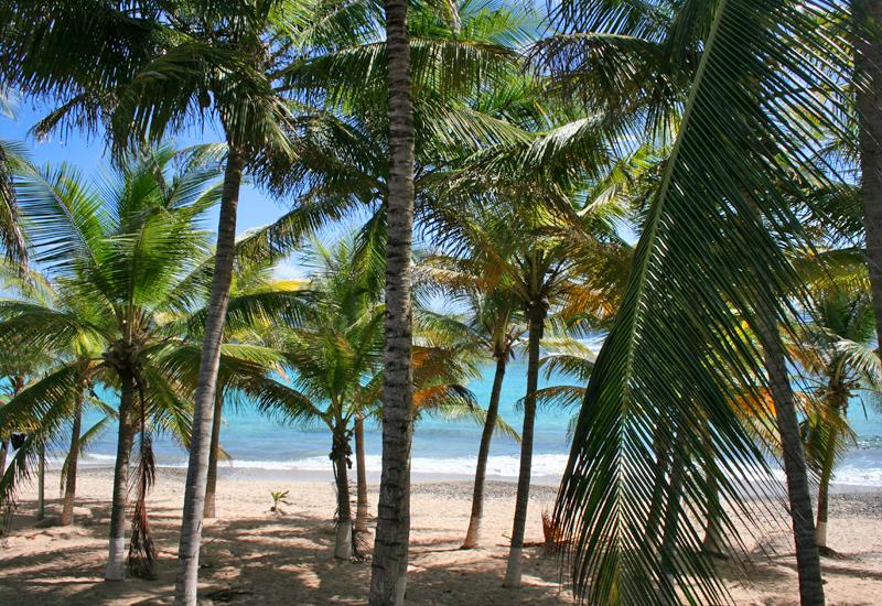 La Désirade, plage de Petite Rivière, bordée de cocotiers
