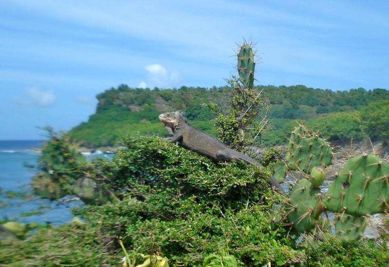 Anse des galets à La Désirade (Guadeloupe) : un lieu fréquenté par les iguanes
