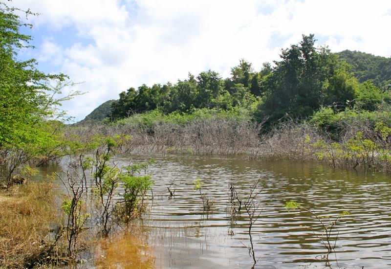 Le site de Grand bassin à Saint-Louis a une haute importance sur le plan écologique