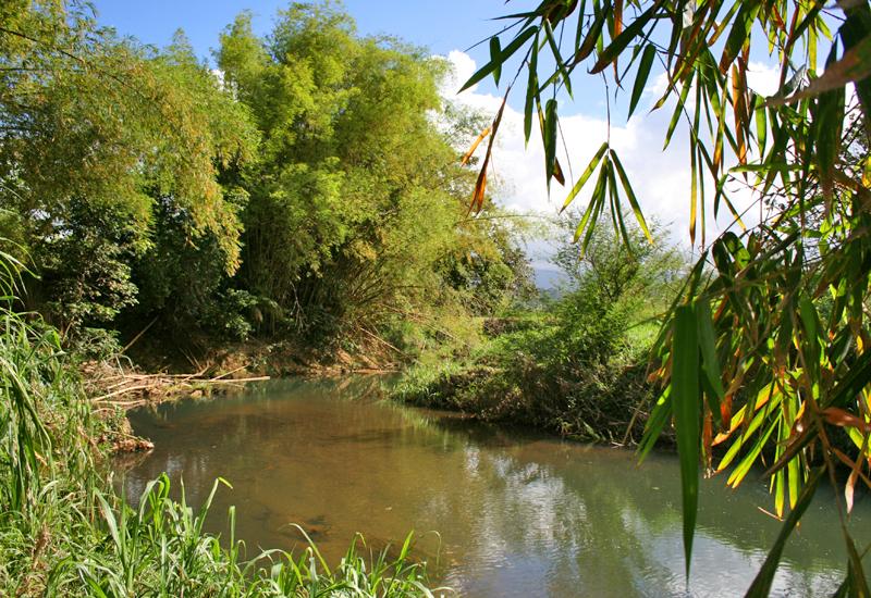 Parc paysager Victor Servan Soliman - Petit-Bourg : les bambous continuent paisiblement leur croissance