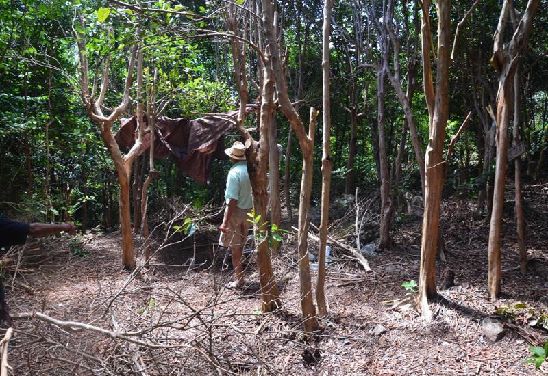Jardin pédagogique Eloi Germain - Terre-de-Bas : plantation de bois d'Inde
