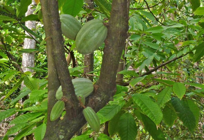La Maison du cacao - Pointe-Noire : cabosses