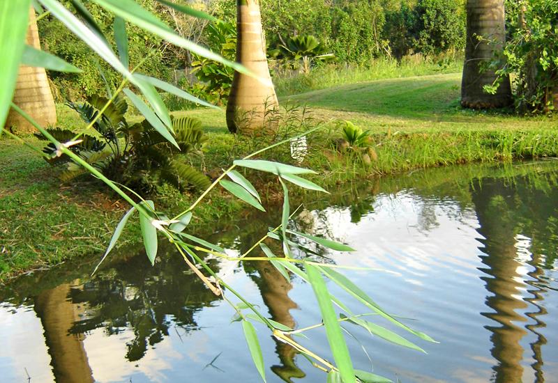 Parc aquacole de Pointe-Noire. Bambou
