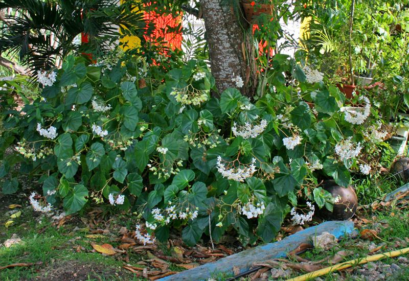 Jardin Alexina. Bégonia : plante aromatique et médicinale
