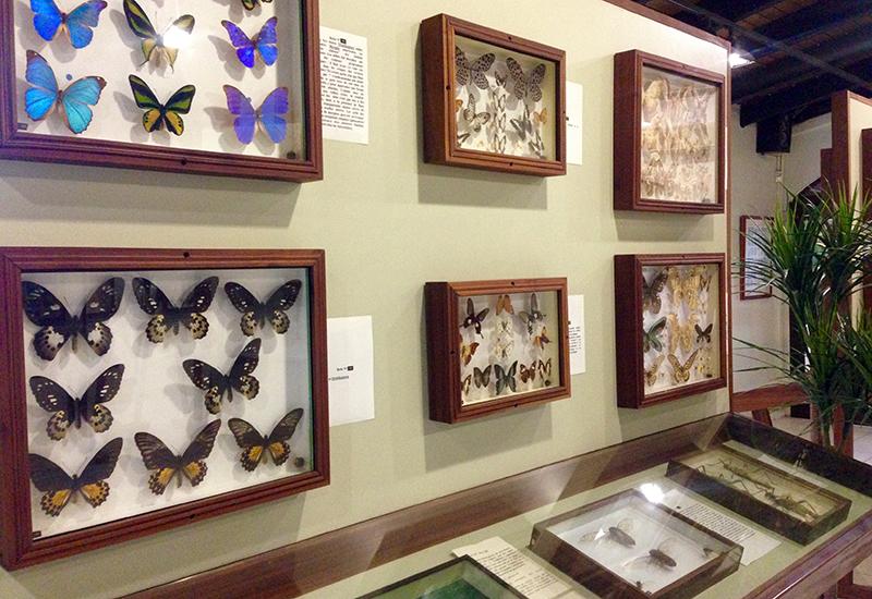 Une exceptionnelle collection de papillons 