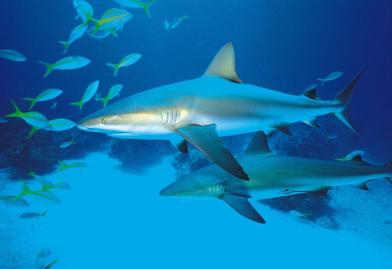 Aquarium de la Guadeloupe au Gosier : requins