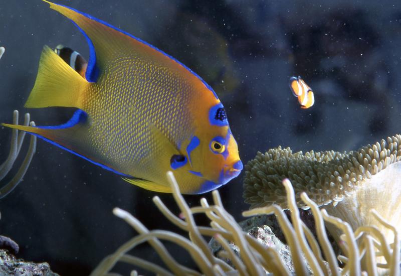 Aquarium de la Guadeloupe au Gosier : poisson ange