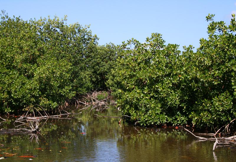 Mangrove - Le Gosier. Palétuviers rouges à Grand Baie