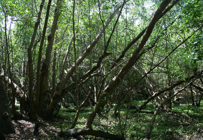 Mangrove, Le Gosier, palétuviers gris sur le sentier du littoral à Saint-Félix 