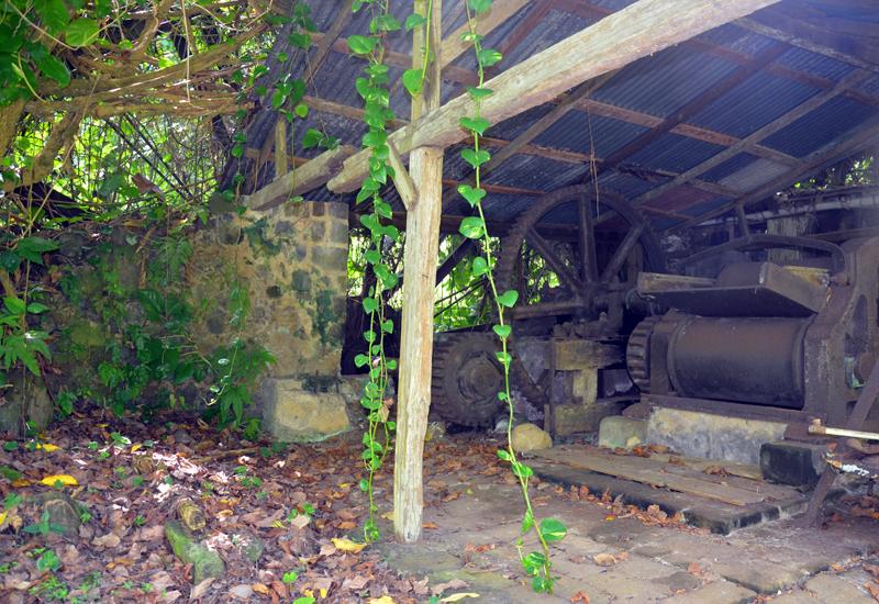 Les vestiges de l'atelier encore préservés, ici, le moulin à canne