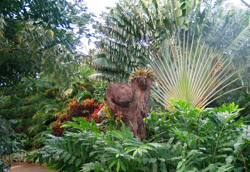 Jardin botanique - Deshaies : arbre du Voyageur