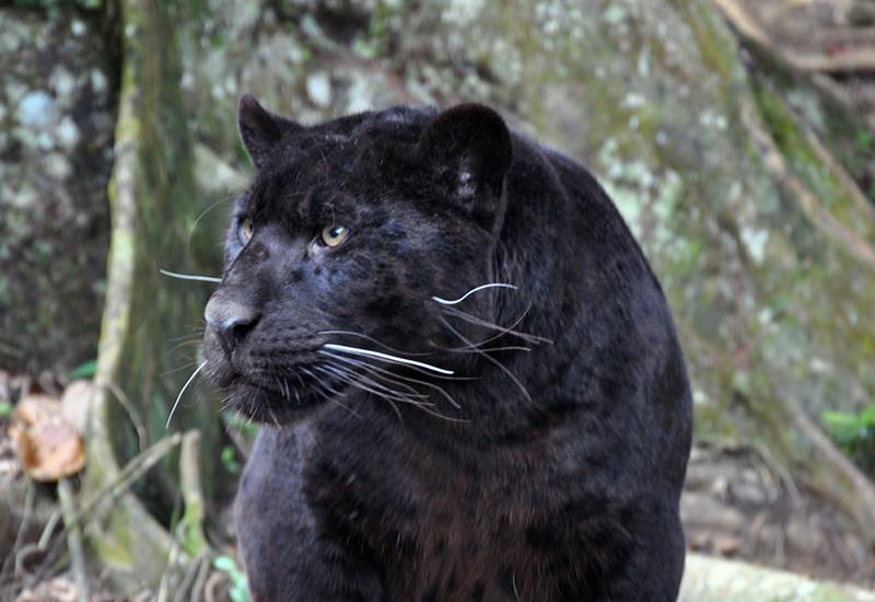 Parc zoologique des mamelles : jaguar