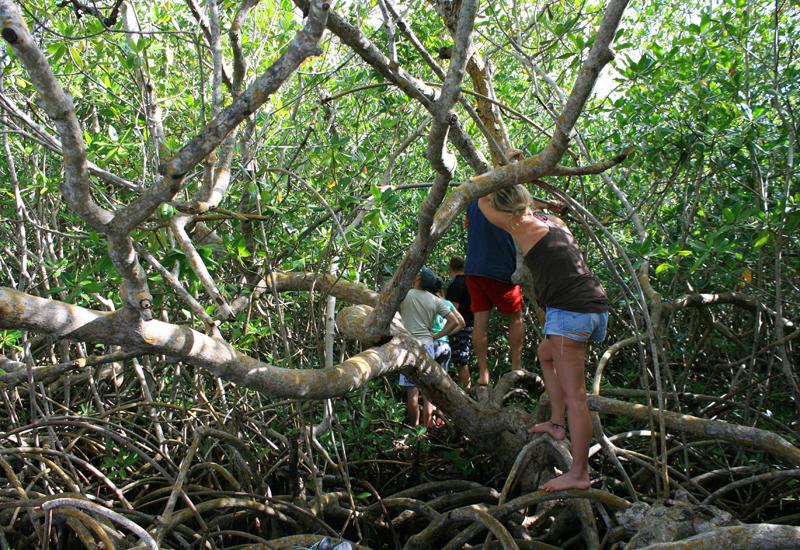 Au cœur de la mangrove dans le Grand Cul-de-Sac Marin