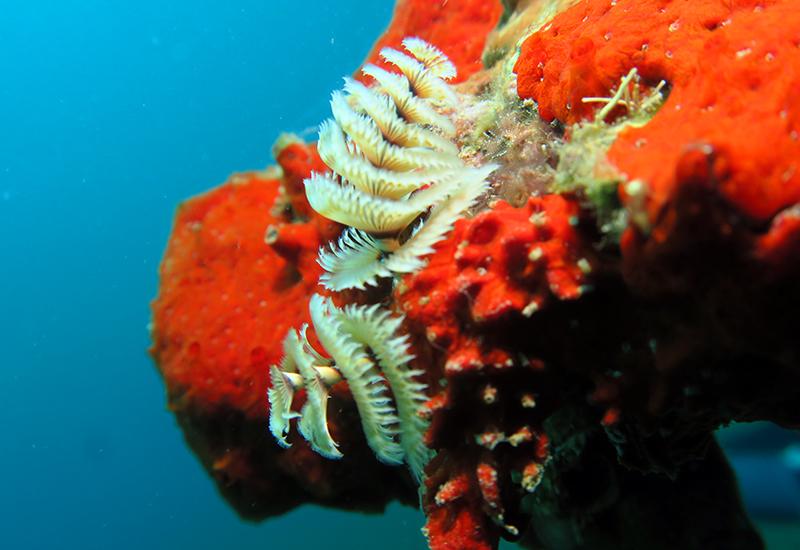 Anémones et coraux aux couleurs éclatantes