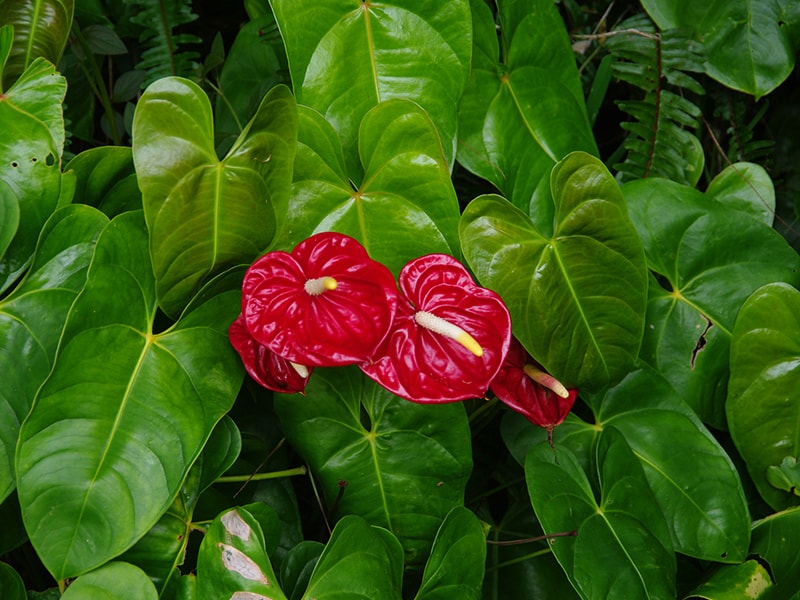 La beauté de la flore en Guadeloupe